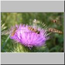 Episyrphus balteatus - Hain-Schwebfliege 01.jpg